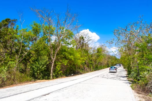 Path road and trail in the tropical nature jungle in Playa del Carmen Quintana Roo Mexico.