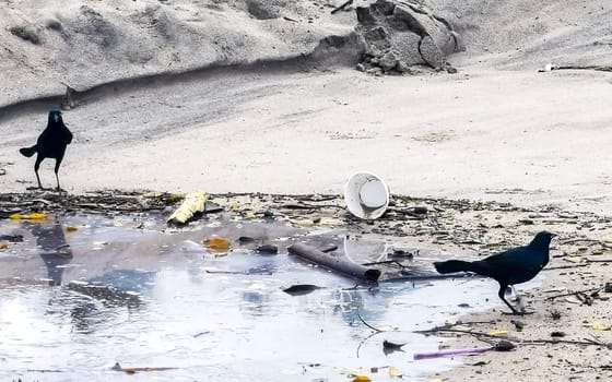 Great tailed Grackle birds looking search for food on a polluted beach in the tropical nature in Zicatela Puerto Escondido Oaxaca Mexico.