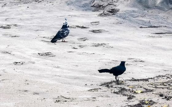 Great tailed Grackle pigeon birds bird looking search for food on a polluted beach in the tropical nature in Zicatela Puerto Escondido Oaxaca Mexico.