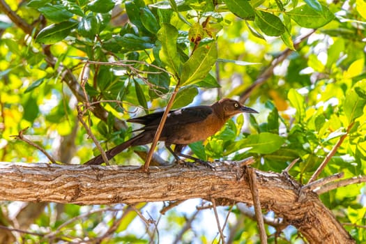 Great tailed Grackle bird sits on palm tree plant leaf branch palapa roof in the tropical nature in Playa del Carmen Quintana Roo Mexico.