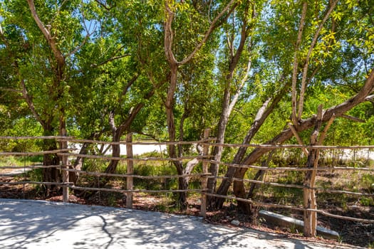 Nature tropical jungle locked up behind a wooden fence barbed wire fence in Playa del Carmen Quintana Roo Mexico.