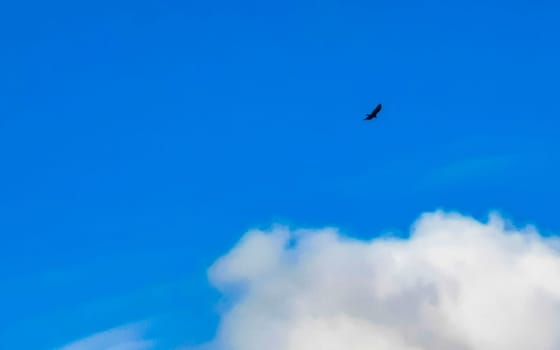 Flying vulture eagle bird of prey in blue sky in Zicatela Puerto Escondido Oaxaca Mexico.