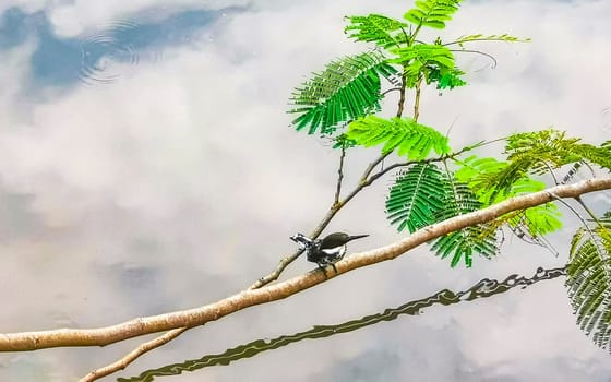 Green Kingfisher on branch in Zicatela Puerto Escondido Oaxaca Mexico.