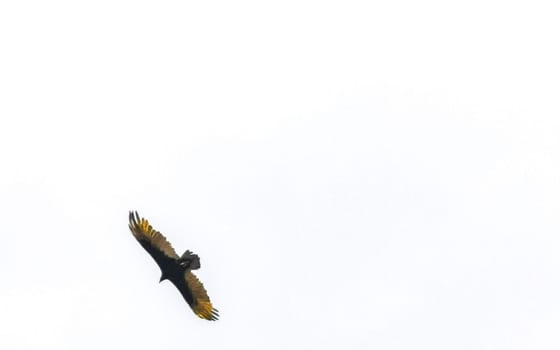 Flying vulture eagle bird of prey in blue sky in Zicatela Puerto Escondido Oaxaca Mexico.