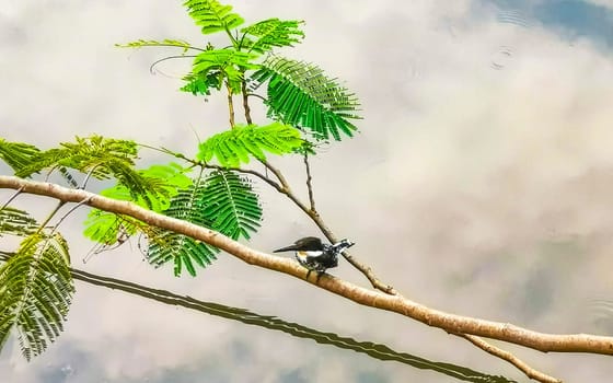 Green Kingfisher on branch in Zicatela Puerto Escondido Oaxaca Mexico.