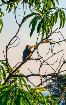 Mexican red headed woodpecker on a tree by the sea in Zicatela Puerto Escondido Oaxaca Mexico.