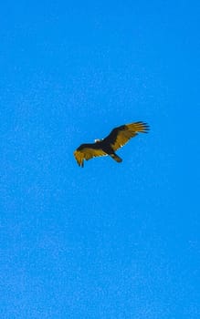 Flying vulture eagle bird of prey in blue sky in Zicatela Puerto Escondido Oaxaca Mexico.