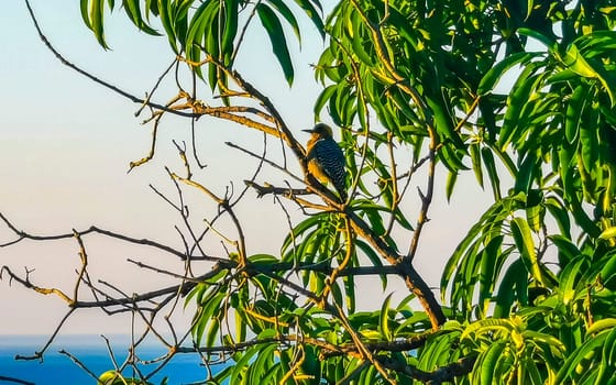 Mexican red headed woodpecker on a tree by the sea in Zicatela Puerto Escondido Oaxaca Mexico.