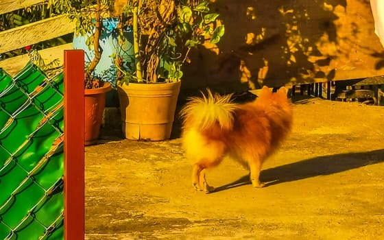 Young brown dog puppy in the apartment in Zicatela Puerto Escondido Oaxaca Mexico.