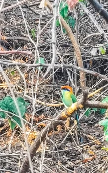 Momoto bird on a branch in tropical Nature Jungle in Zicatela Puerto Escondido Oaxaca Mexico.