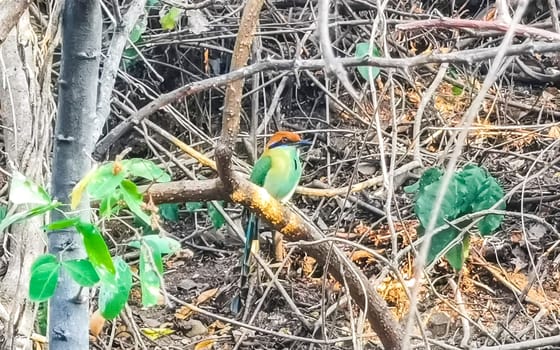 Momoto bird on a branch in tropical Nature Jungle in Zicatela Puerto Escondido Oaxaca Mexico.