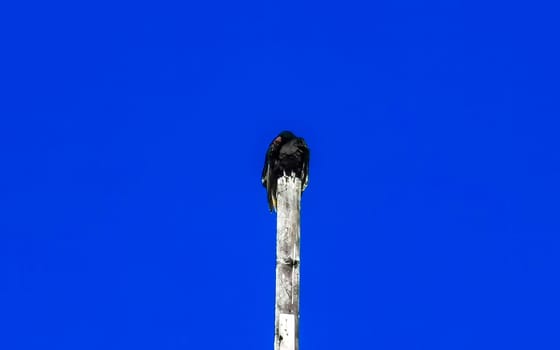 Flying vulture eagle bird of prey in blue sky sitting on post roof tower in Zicatela Puerto Escondido Oaxaca Mexico.