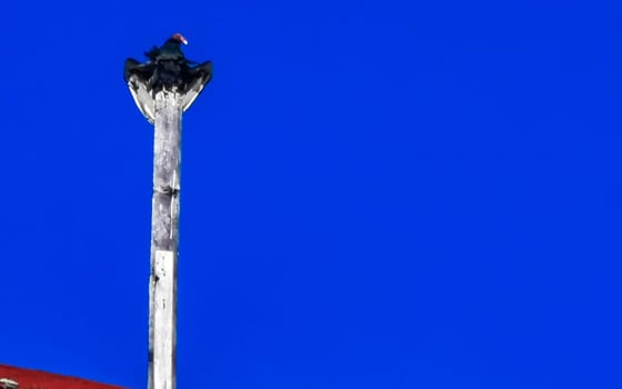 Flying vulture eagle bird of prey in blue sky sitting on post roof tower in Zicatela Puerto Escondido Oaxaca Mexico.