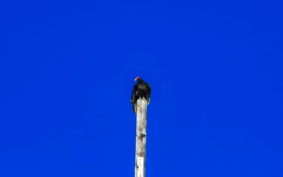 Flying vulture eagle bird of prey in blue sky sitting on post roof tower in Zicatela Puerto Escondido Oaxaca Mexico.