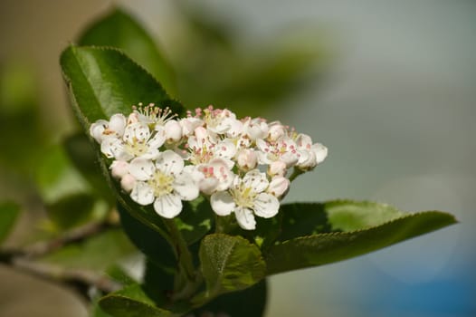 Blooming aronia melanocarpa in closeup. White flowers of black chokeberry, flowering of aronia with green leaves