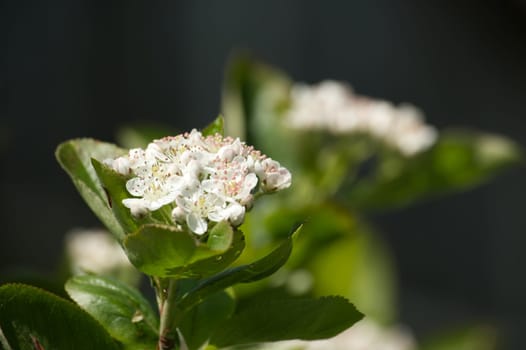 Blooming aronia melanocarpa in closeup. White flowers of black chokeberry, branch of a white flowering chokeberries in closeup