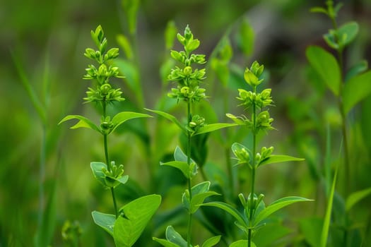 An invasive plant with green flowers and leaves known as alligator.ai generative.