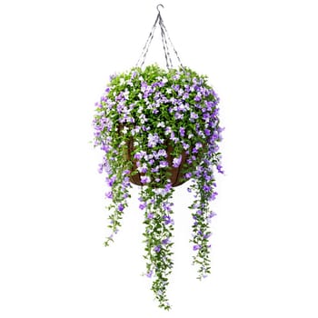 Duranta cascading purple and white flowers on trailing stems in a gray stone hanging basket. Plants isolated on transparent background.