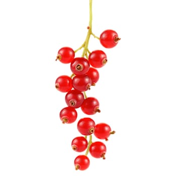 Tangy red currants hanging in clusters stems twirling berries glistening Ribes rubrum Food and Culinary. Food isolated on transparent background.