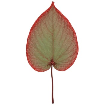 Dogwood Leaf oval red leaf with smooth edges and prominent veins curling at the tip. Plants isolated on transparent background.