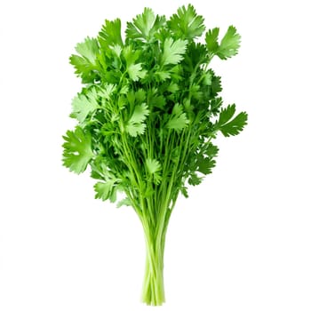 Fresh cilantro leaves bright green color delicate stems natural arrangement Food and culinary concept. Food isolated on transparent background.