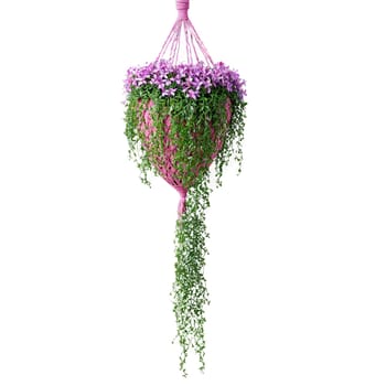 Purple Heart trailing plant with purple leaves and small pink flowers in a hanging macrame. Plants isolated on transparent background.