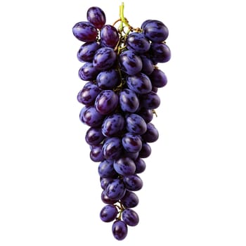 Muscadine grape with large purple grapes and curling stem in dramatic swirl Food and culinary. Food isolated on transparent background.