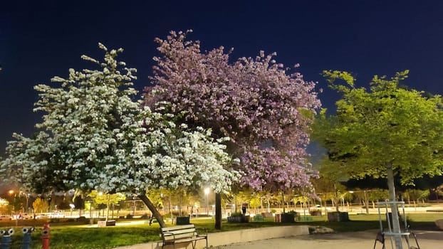 tree blossoms, pink flowers night, nature flora. High quality photo