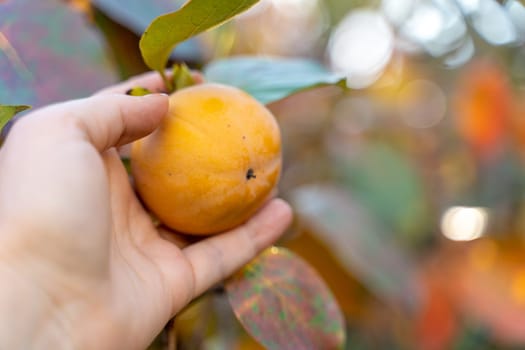 Persimmon ripe fruit garden. Tree branches with ripe persimmon fruits on a sunny day.