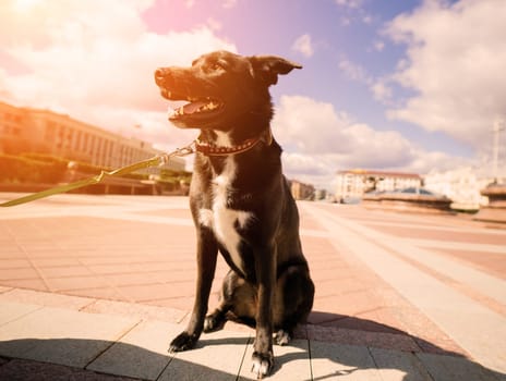 Portrait of animal. Black mongrel dog in the city street