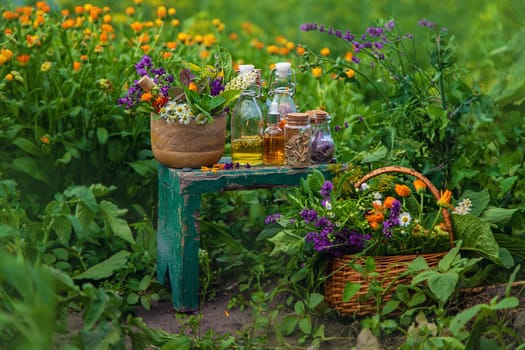 Plants and herbs, nature, alternative medicine. Selective focus Nature