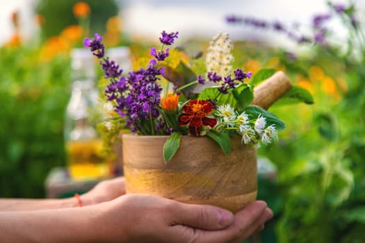 Plants and herbs, nature, alternative medicine. Selective focus Nature