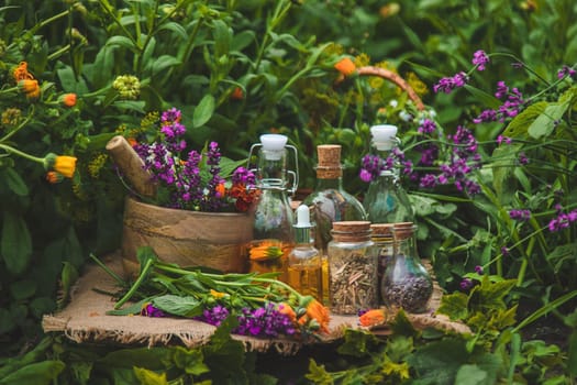 Plants and herbs, nature, alternative medicine. Selective focus Nature