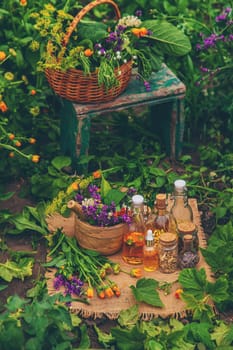 Plants and herbs, nature, alternative medicine. Selective focus Nature