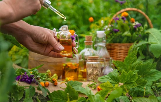 Plants and herbs, nature, alternative medicine. Selective focus Nature