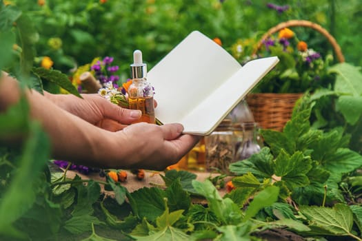 Plants and herbs, nature, alternative medicine. Selective focus Nature