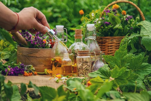 Plants and herbs, nature, alternative medicine. Selective focus Nature