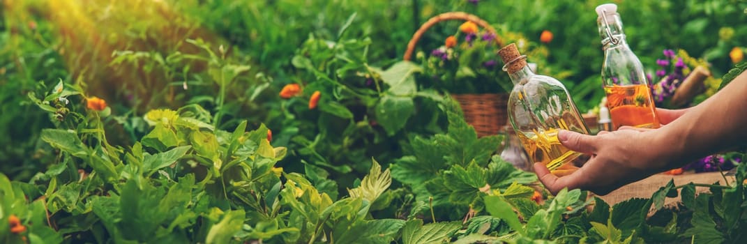 Plants and herbs, nature, alternative medicine. Selective focus Nature