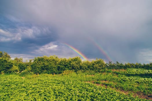 Rainbow in the sky. Selective focus. Rain summer,