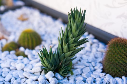 Close Up of a green thorn cactus with stones background