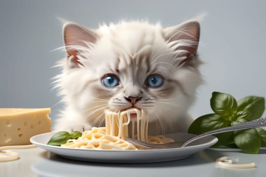 cute Ragdoll kitten looking at cooked noodles with cheese in a plate .