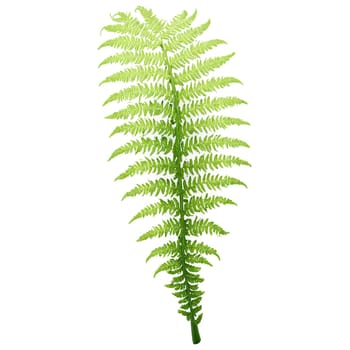 Fern Leaf long green frond with delicate lacy leaflets curling at the tips Dryopteris filix. Plants isolated on transparent background.