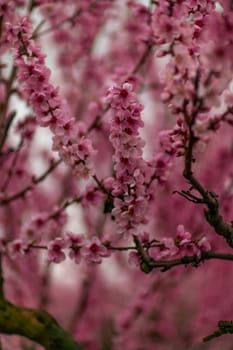 A peach blooms in the spring garden. Beautiful bright pale pink background. A flowering tree branch in selective focus. A dreamy romantic image of spring. Atmospheric natural background.