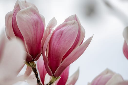 Magnolia Sulanjana flowers with petals in the spring season. the beautiful pink magnolia flowers in spring, selective focusing.