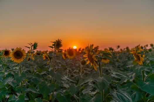 Field sunflowers in the warm light of the setting sun. Summer time. Concept agriculture oil production growing