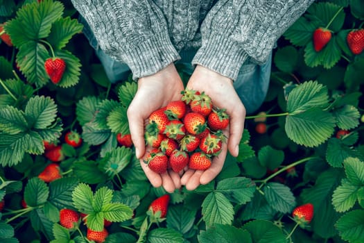 strawberries grow in the garden harvest. Generative Ai,.