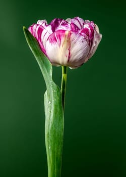 Beautiful white-pink Tulip Jonquieres flower on a green background. Flower head close-up.