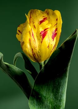 Beautiful yellow Tulip La Courtine Parrot flower on a green background. Flower head close-up.