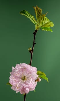 Beautiful pink Almond Prunus triloba blossoms on a green background. Flower head close-up.