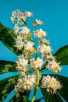 Beautiful white horse chestnut tree blossoms on a blue background. Flower head close-up.